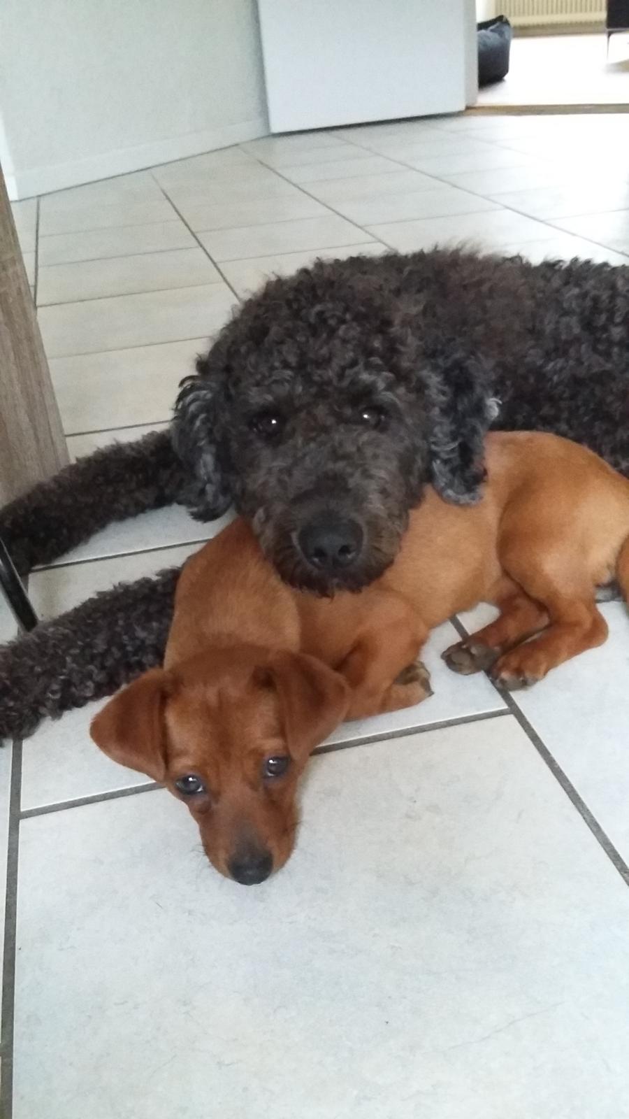 Blanding af racer Filly billede 5