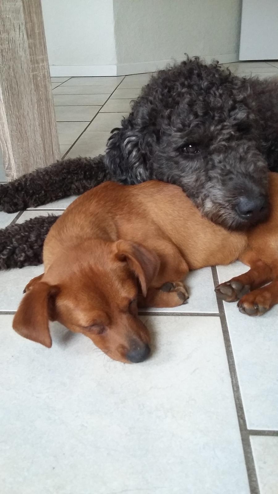 Blanding af racer Filly billede 6