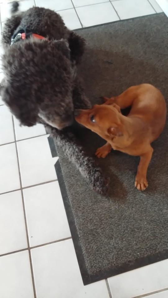 Blanding af racer Filly billede 10