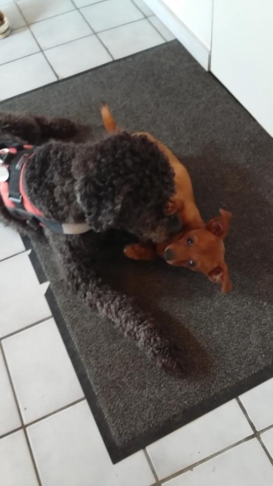 Blanding af racer Filly billede 7