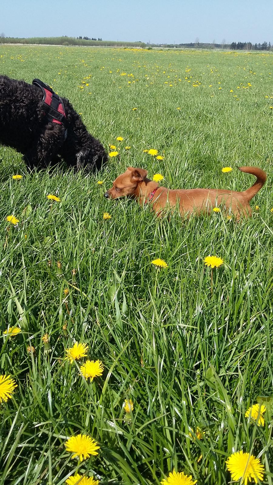 Blanding af racer Filly billede 8