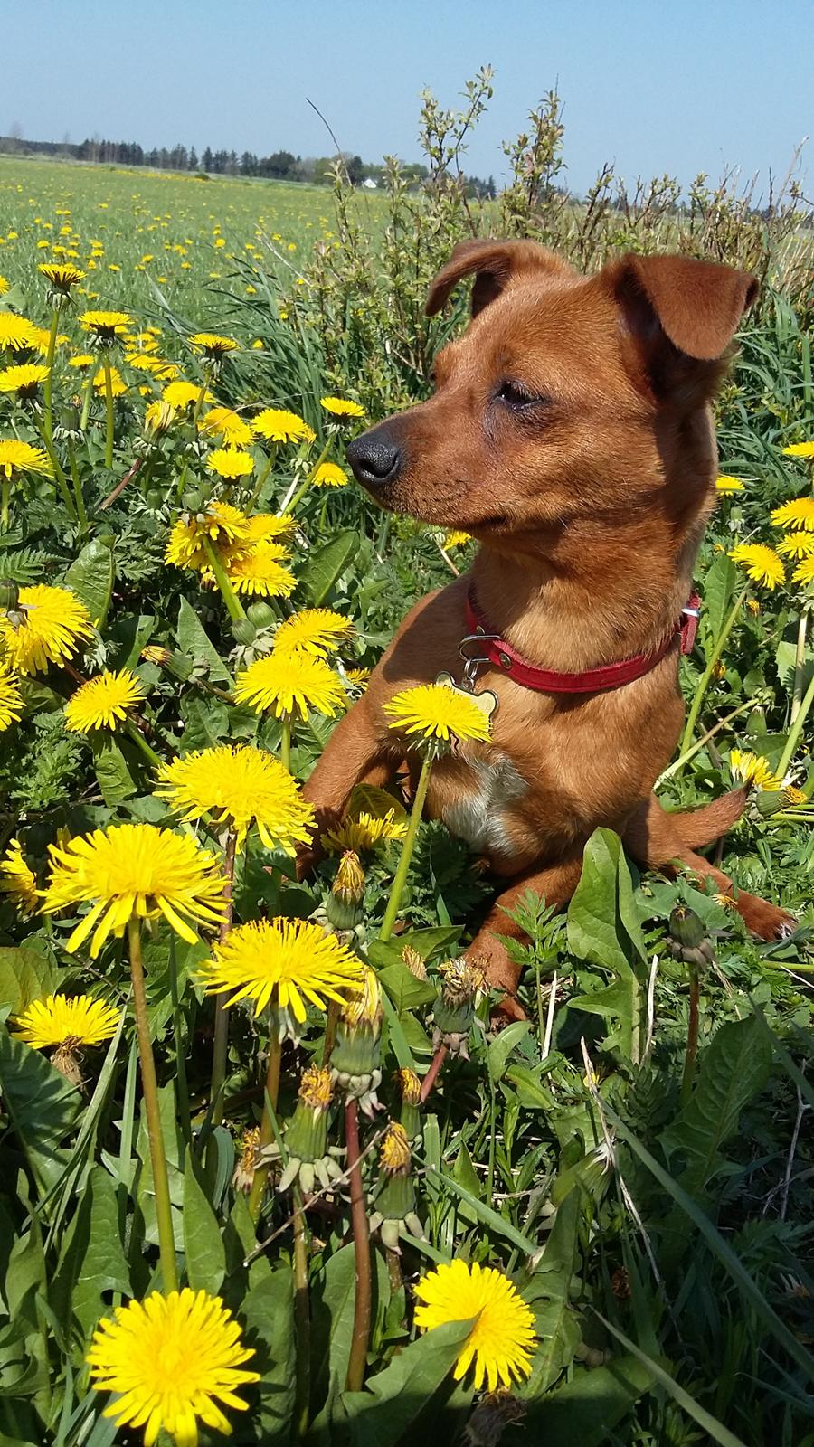 Blanding af racer Filly billede 9