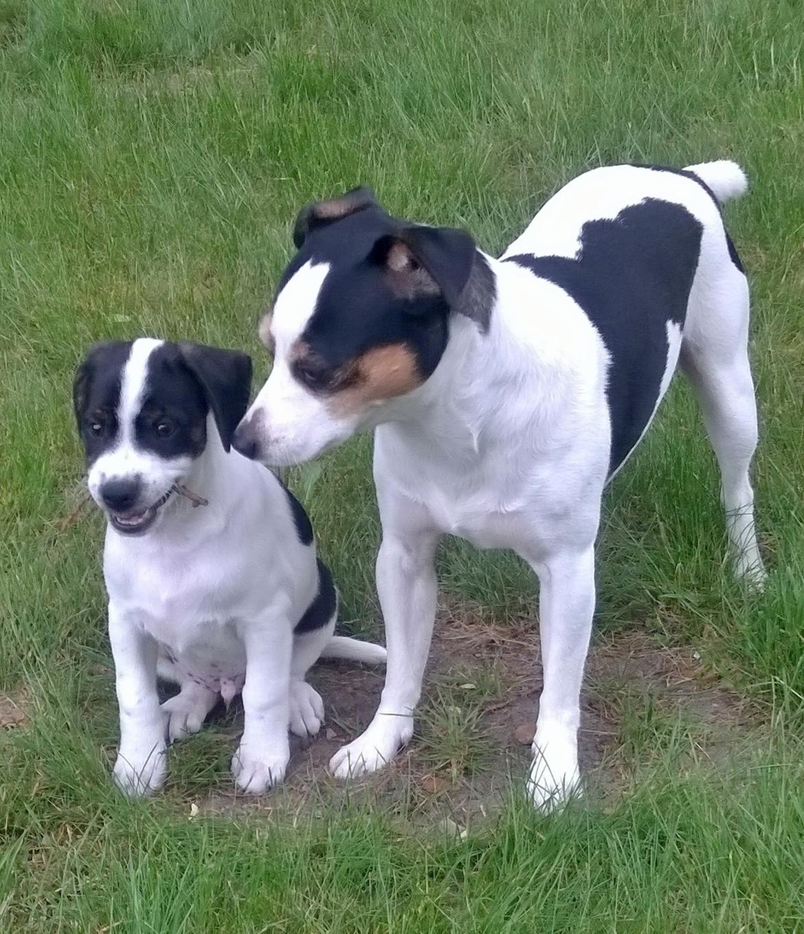 Blanding af racer Marley billede 6