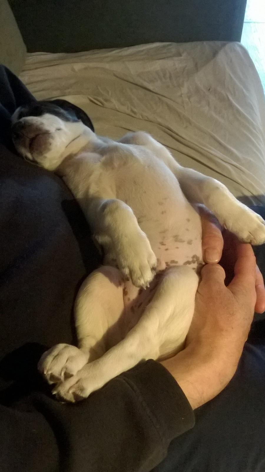 Blanding af racer Marley billede 38