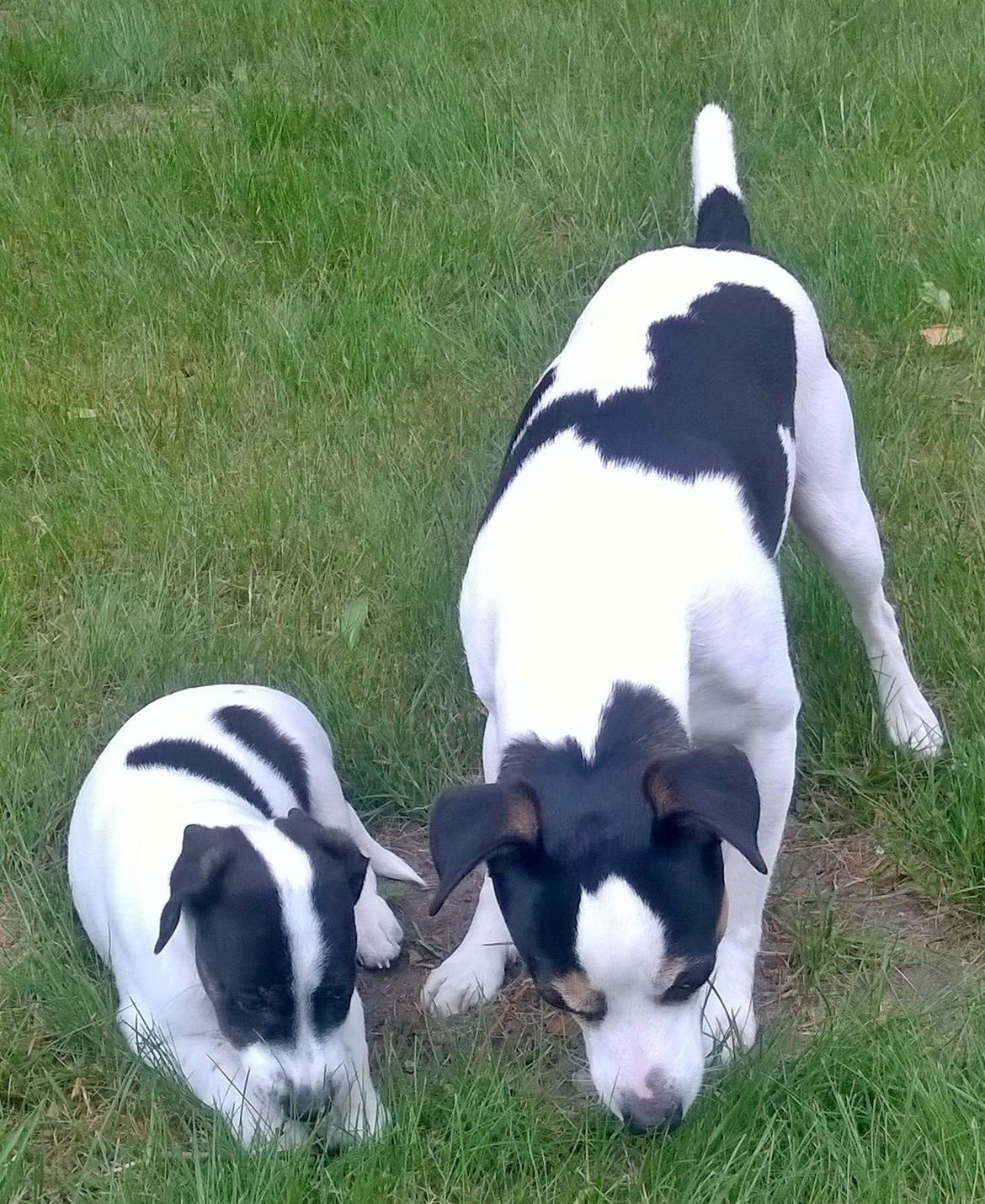 Blanding af racer Marley billede 36