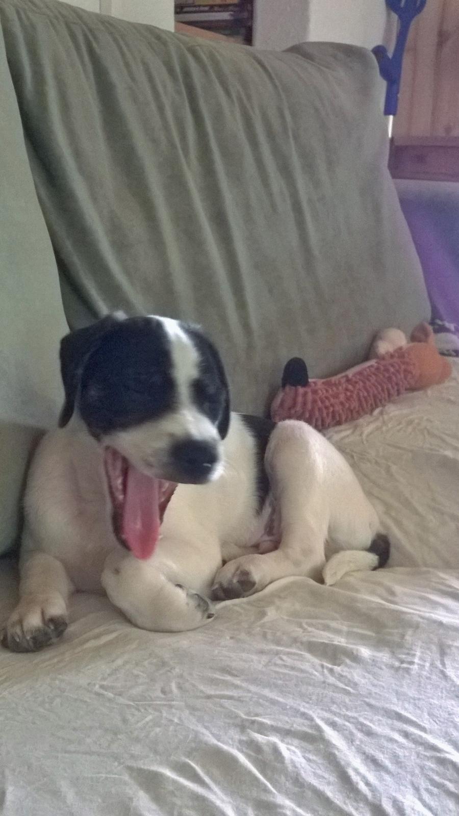 Blanding af racer Marley billede 39