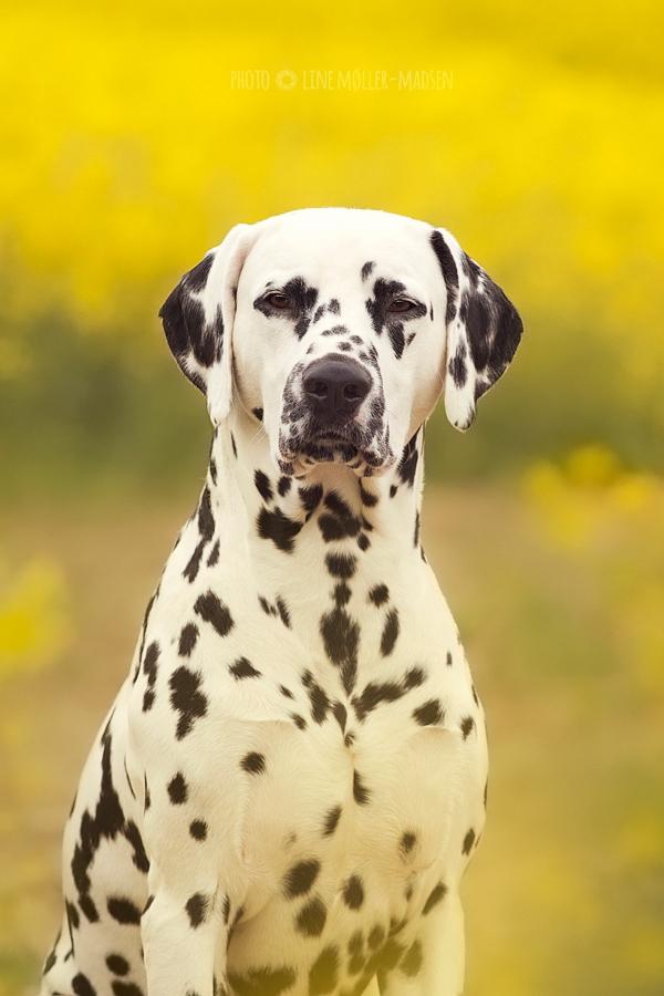 Dalmatiner Hugin (Spotdog's Everything Elegant) - 2 år gammel. Foto: linemm.dk billede 7