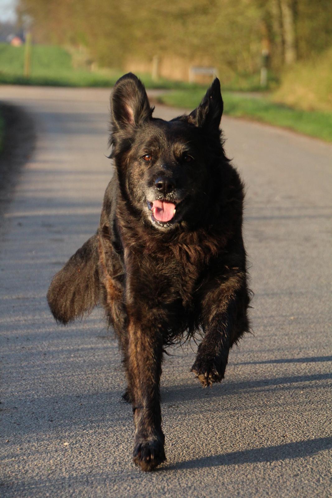 Blanding af racer Dina billede 28