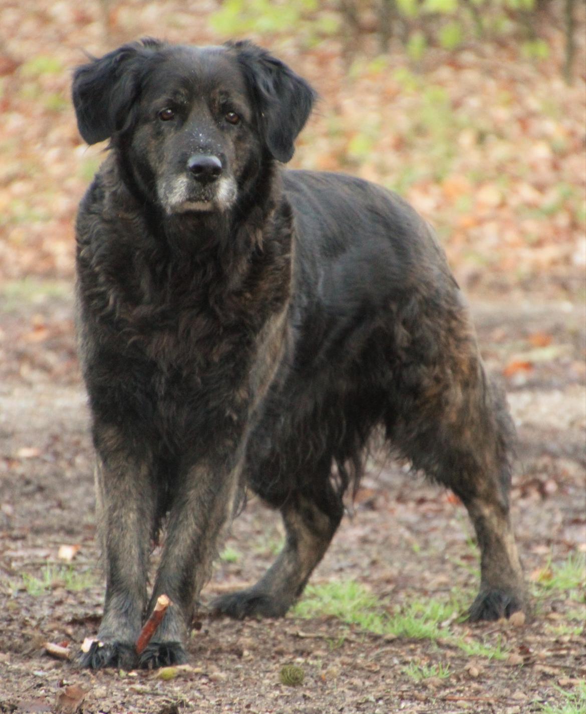 Blanding af racer Dina billede 30