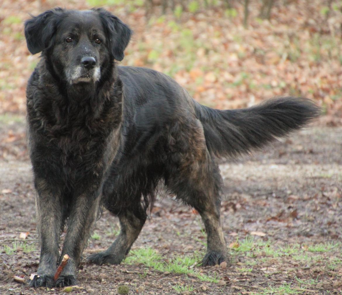 Blanding af racer Dina billede 31