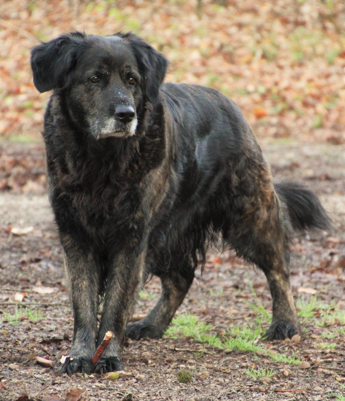 Blanding af racer Dina billede 32