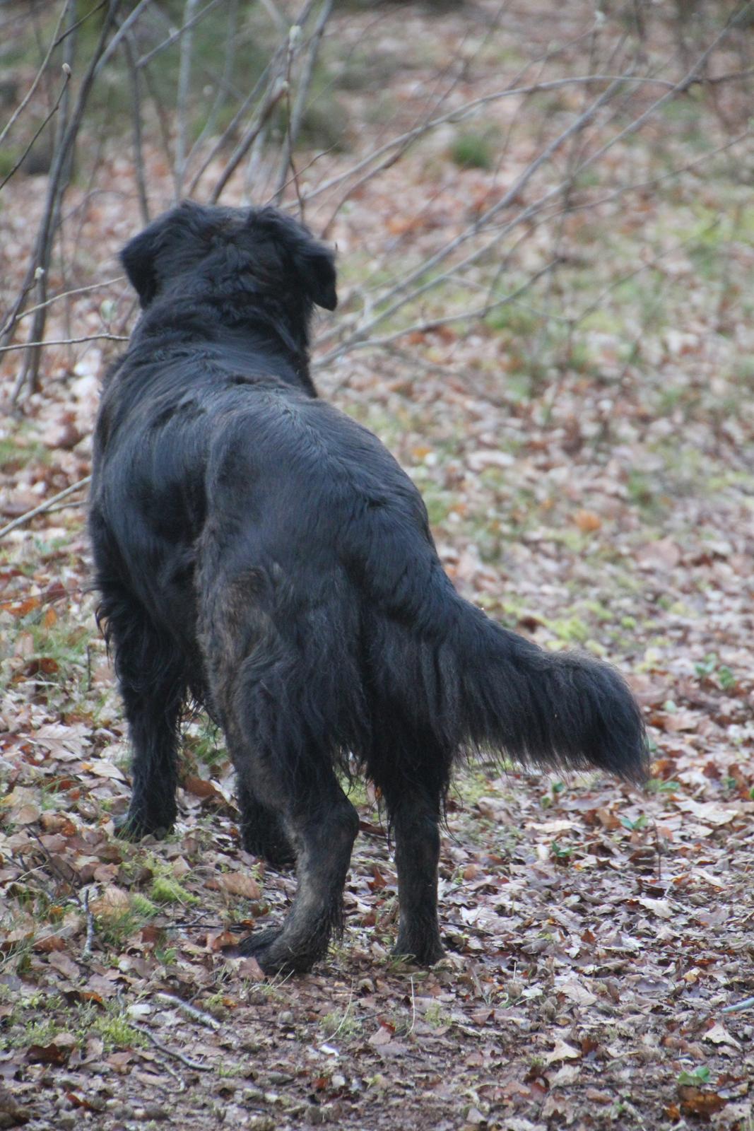 Blanding af racer Dina billede 33