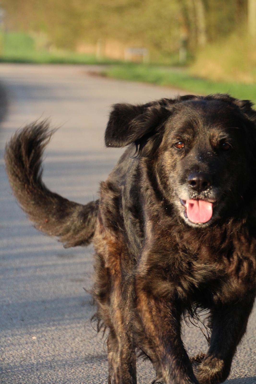 Blanding af racer Dina billede 29