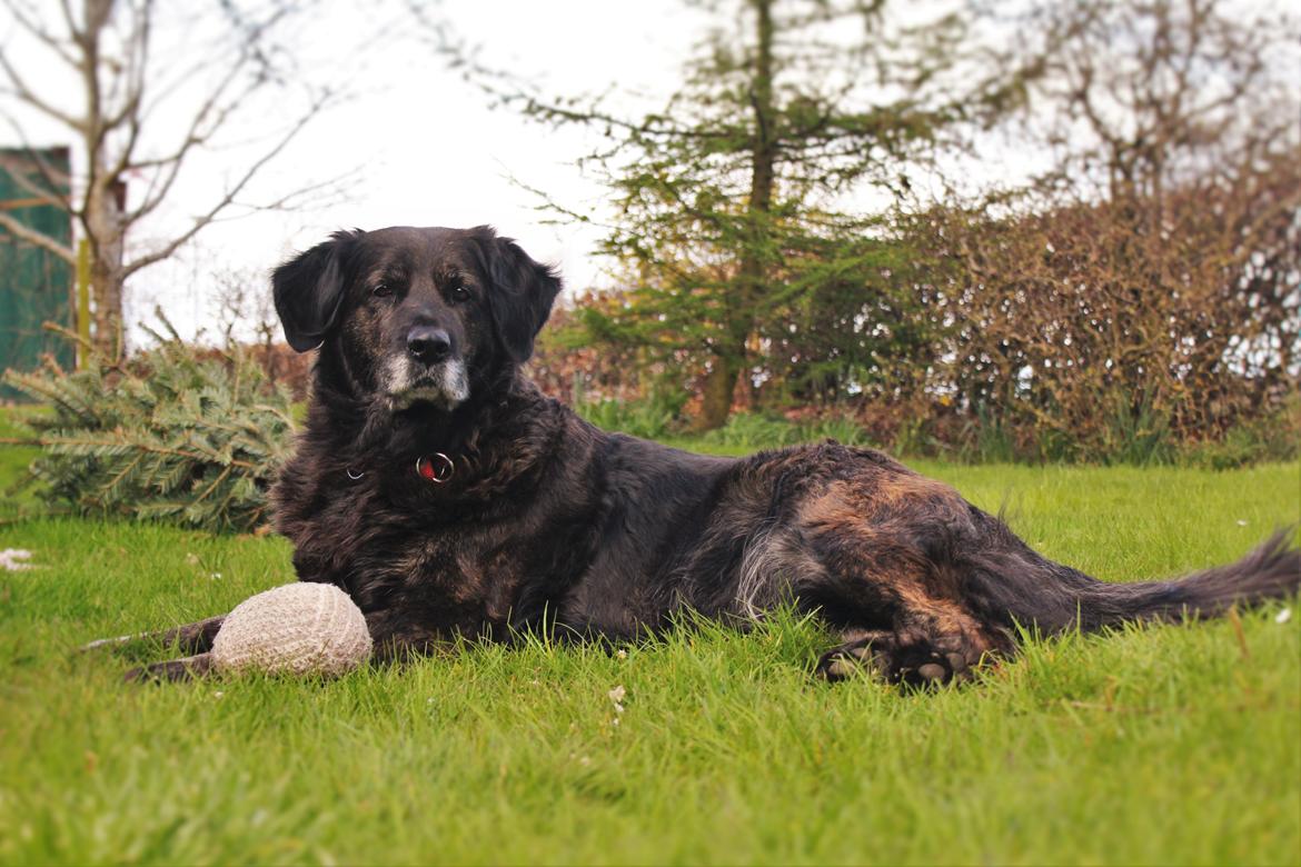 Blanding af racer Dina billede 34