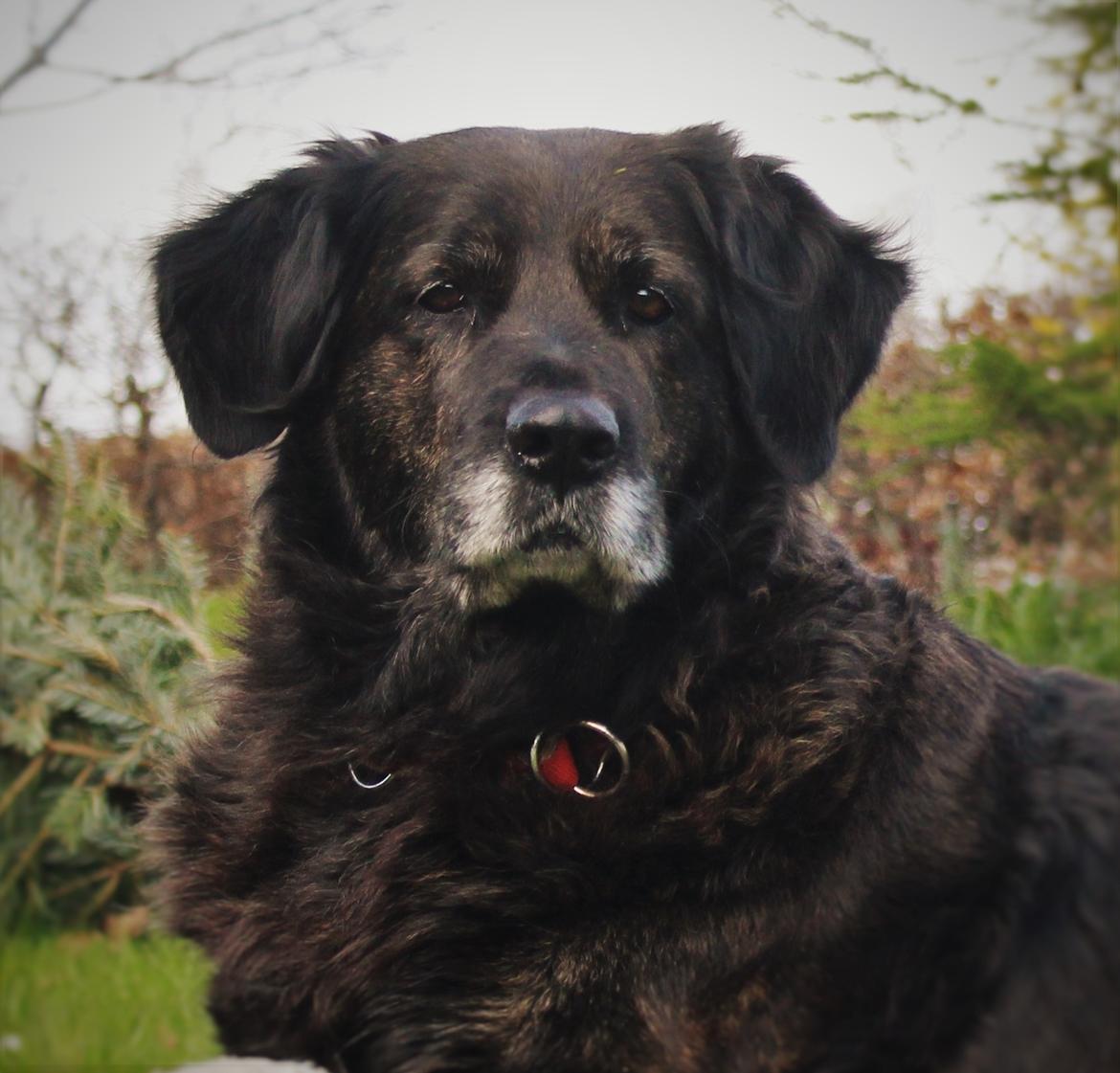 Blanding af racer Dina billede 35