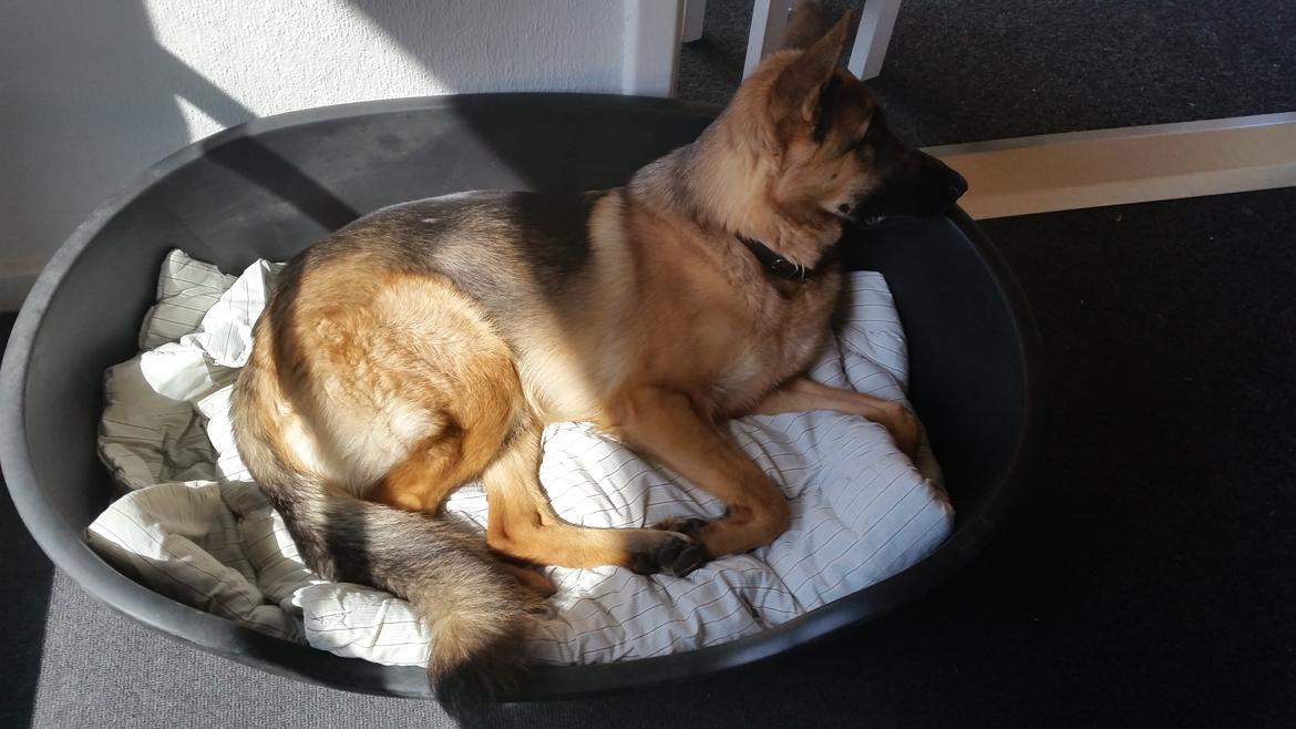 Schæferhund Mongrif Fanta  (Laica) billede 5