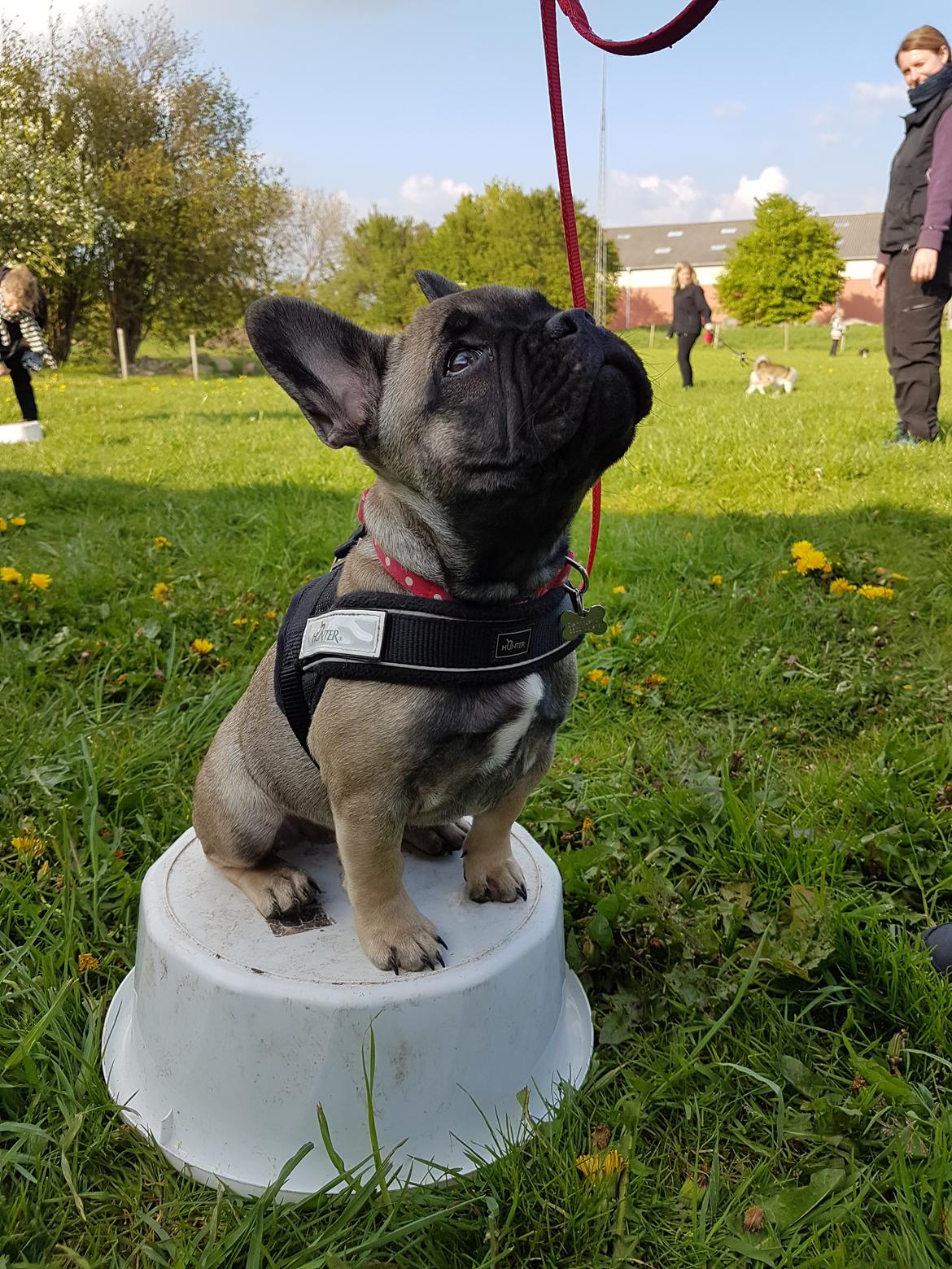 Fransk bulldog Charlie billede 14