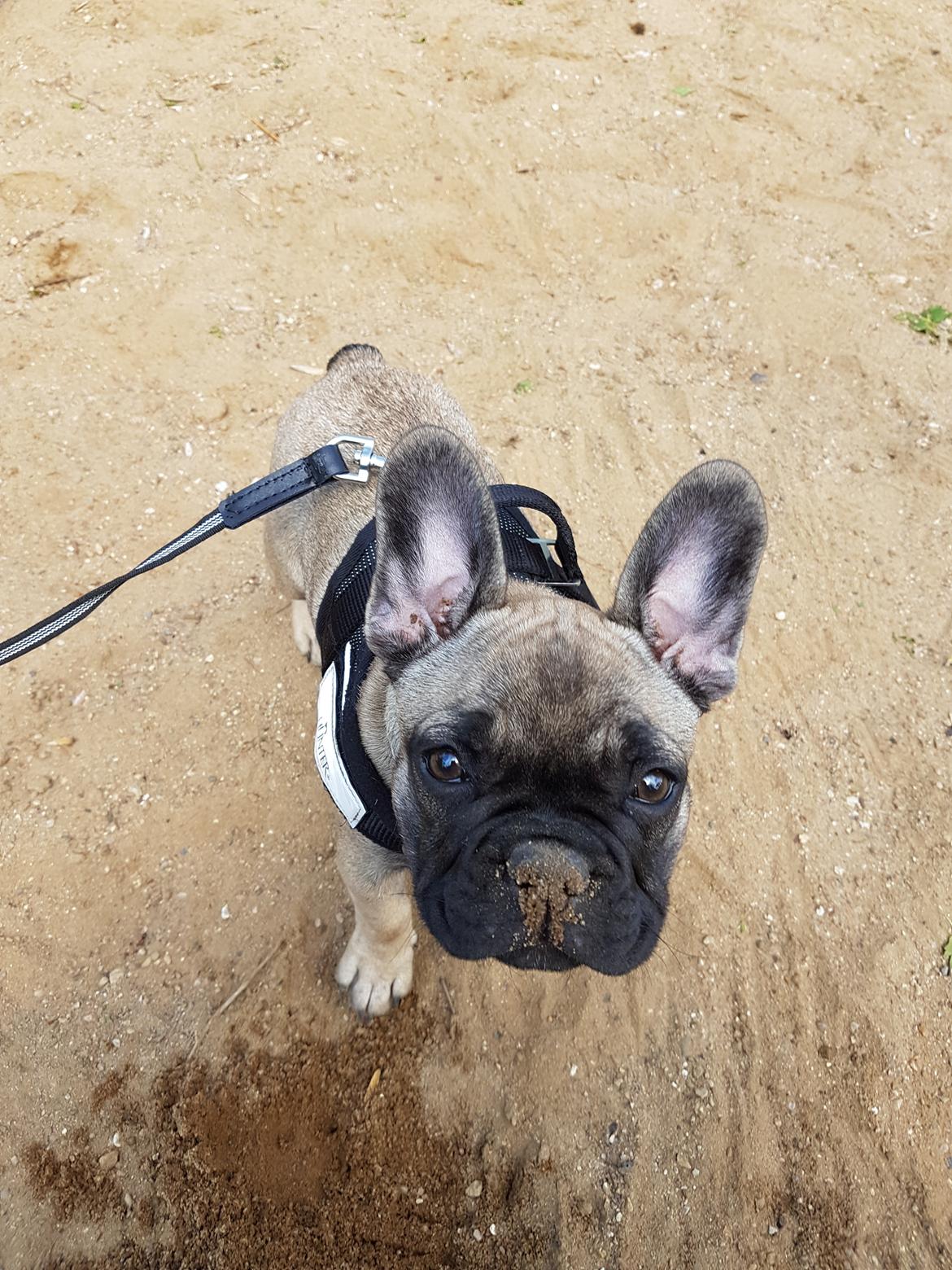 Fransk bulldog Charlie billede 15