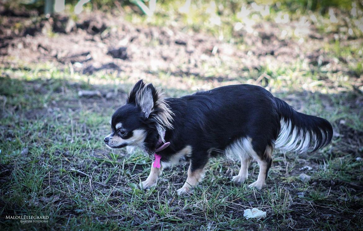 Chihuahua Birkedals' Cleo billede 8