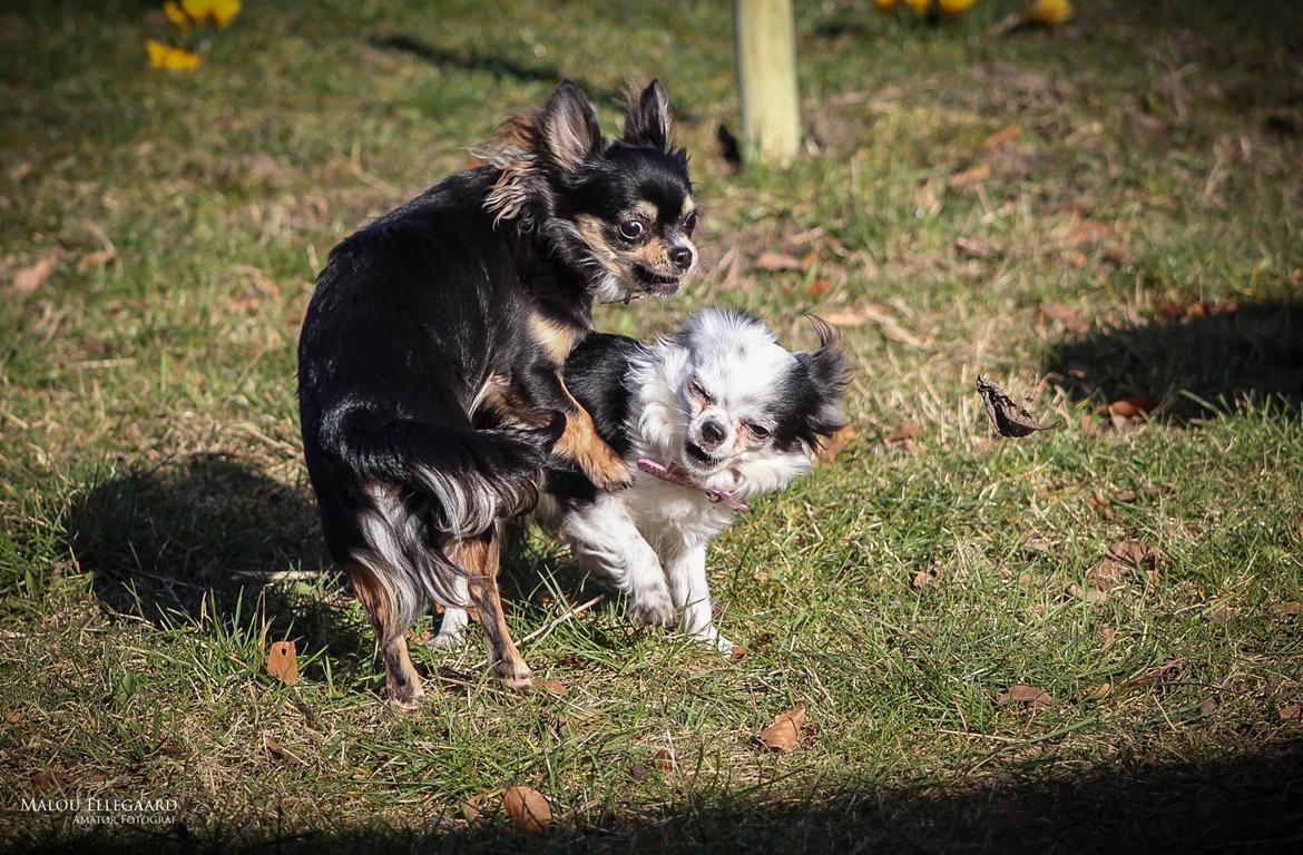 Chihuahua Birkedals' Cleo billede 10