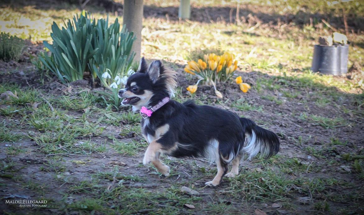 Chihuahua Birkedals' Cleo billede 11