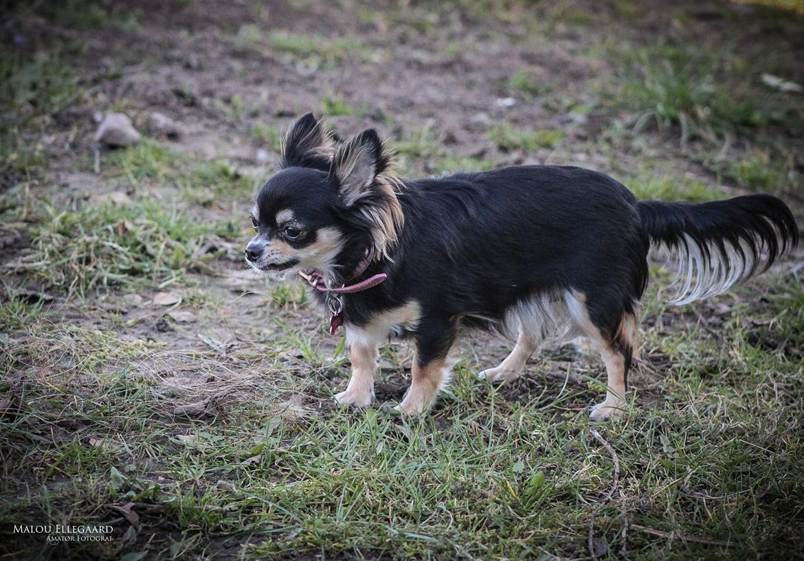 Chihuahua Birkedals' Cleo billede 9