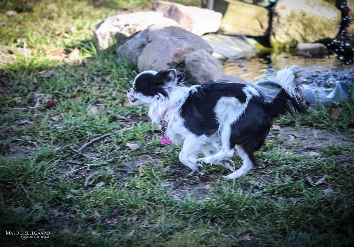 Chihuahua Amy (MooMoo) billede 25