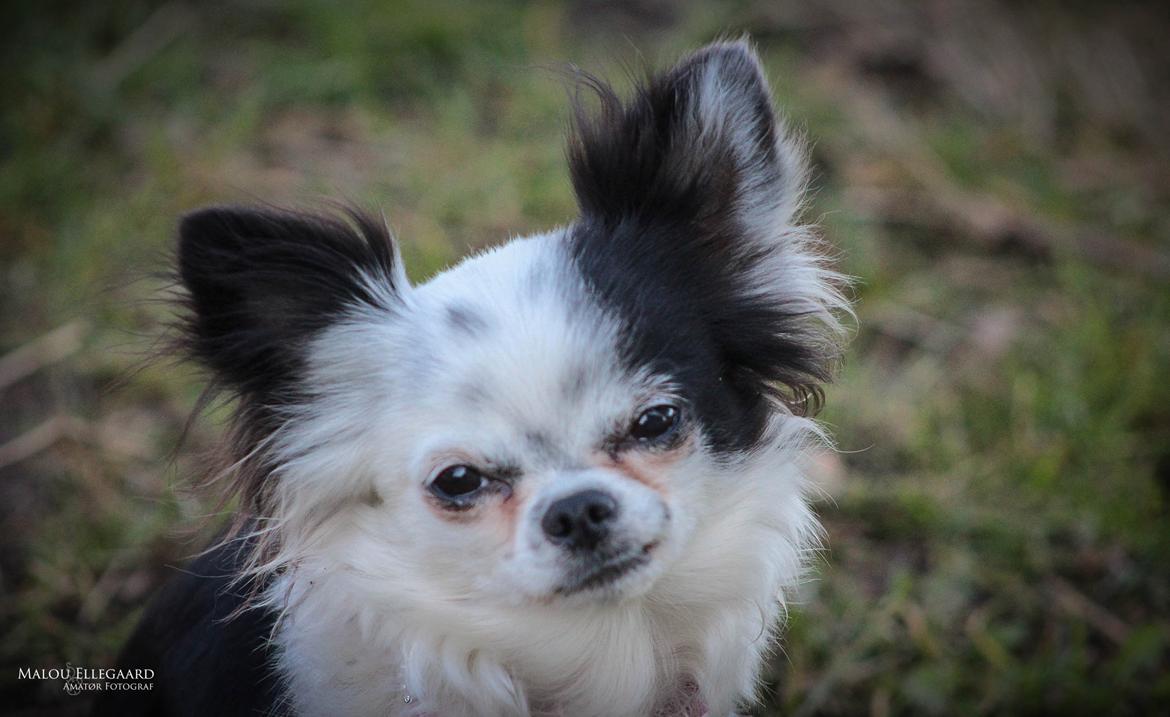 Chihuahua Amy (MooMoo) billede 26