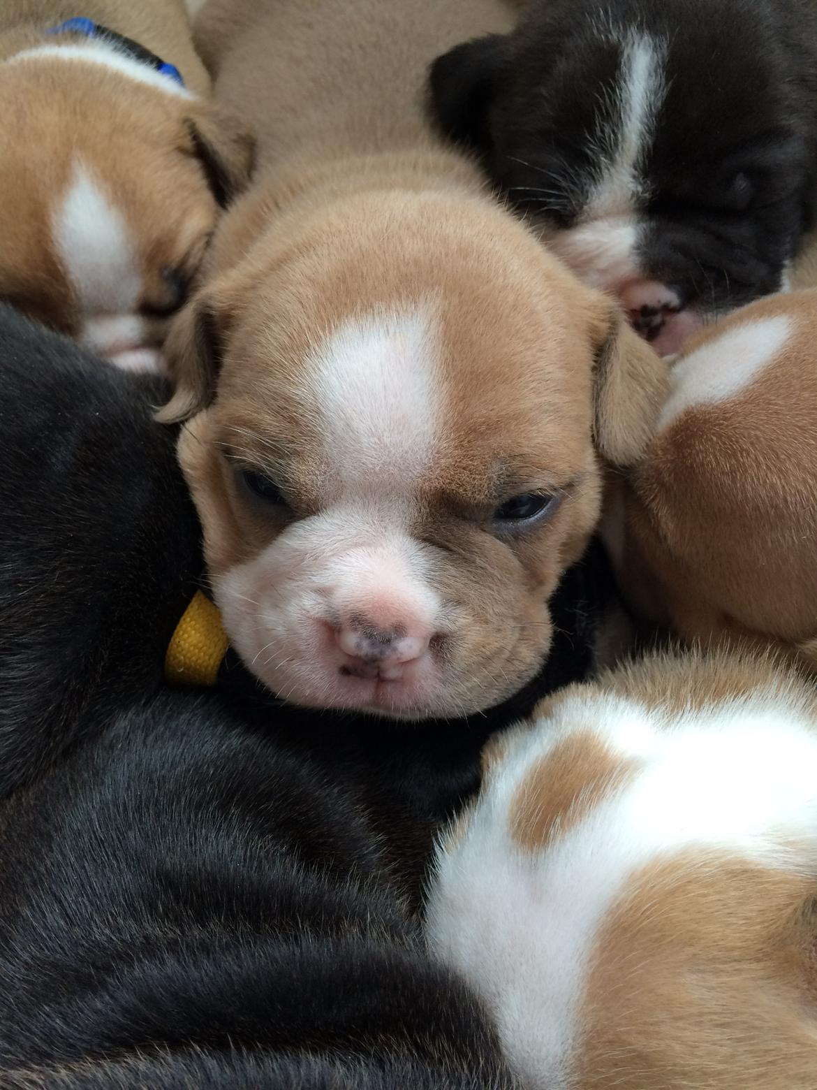 Olde english bulldogge TrueLove Bulldogs She Loves You (Jytte) billede 6