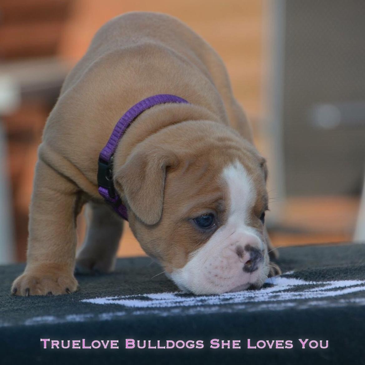 Olde english bulldogge TrueLove Bulldogs She Loves You (Jytte) billede 2