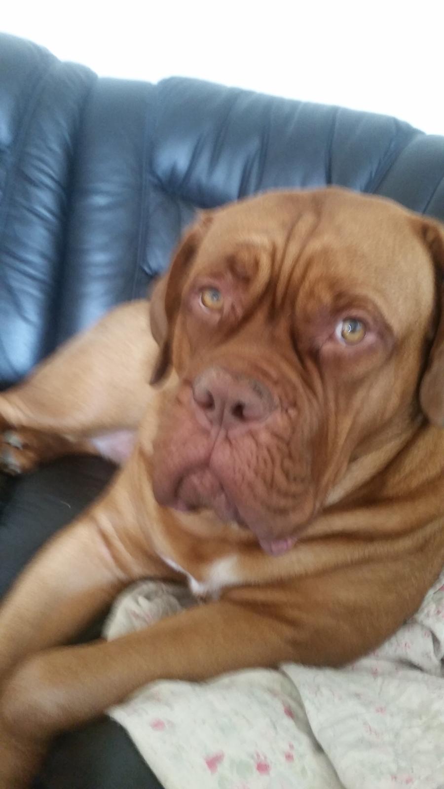 Dogue de bordeaux Lillbitt  billede 18