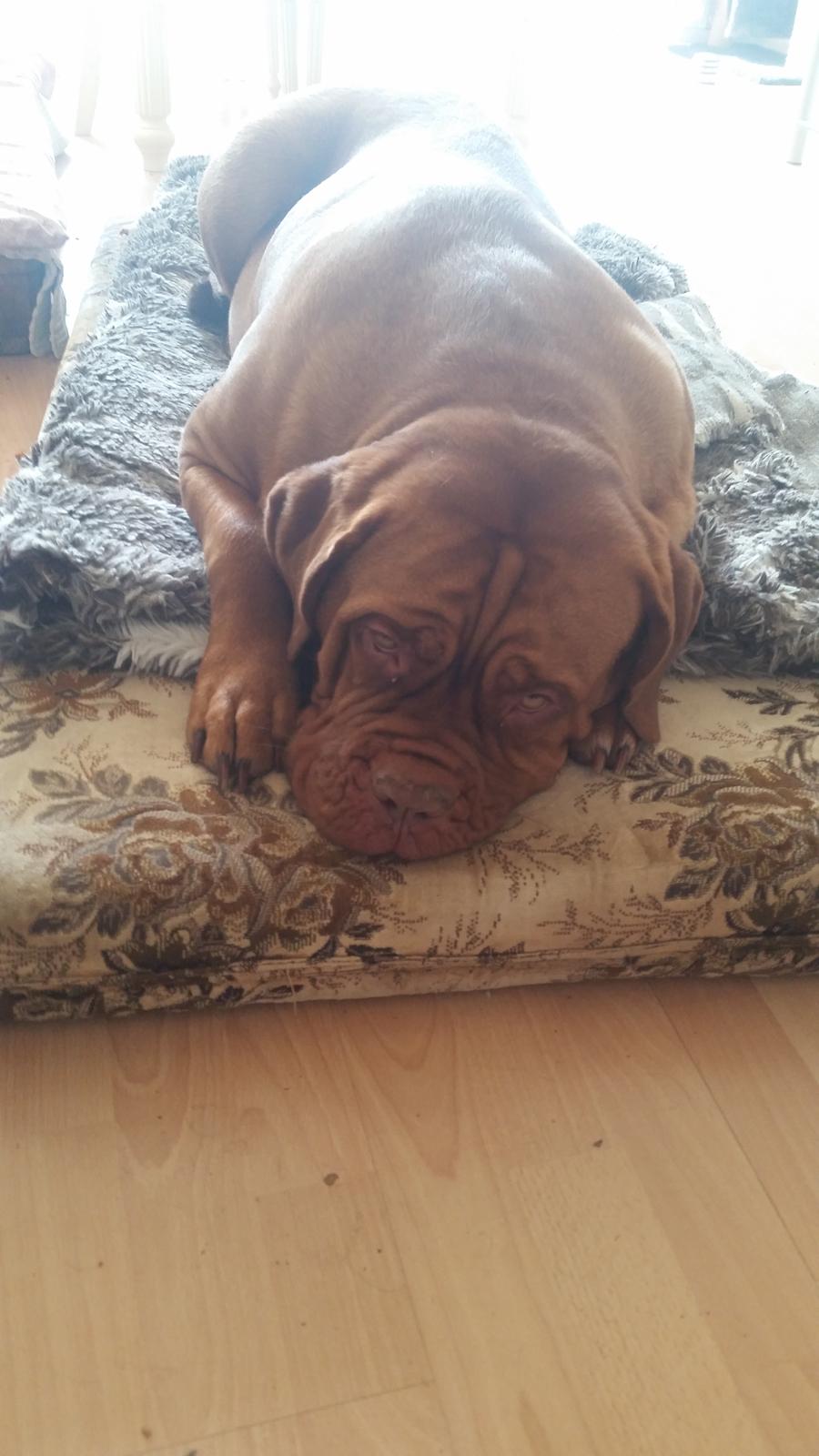 Dogue de bordeaux Lillbitt  billede 19