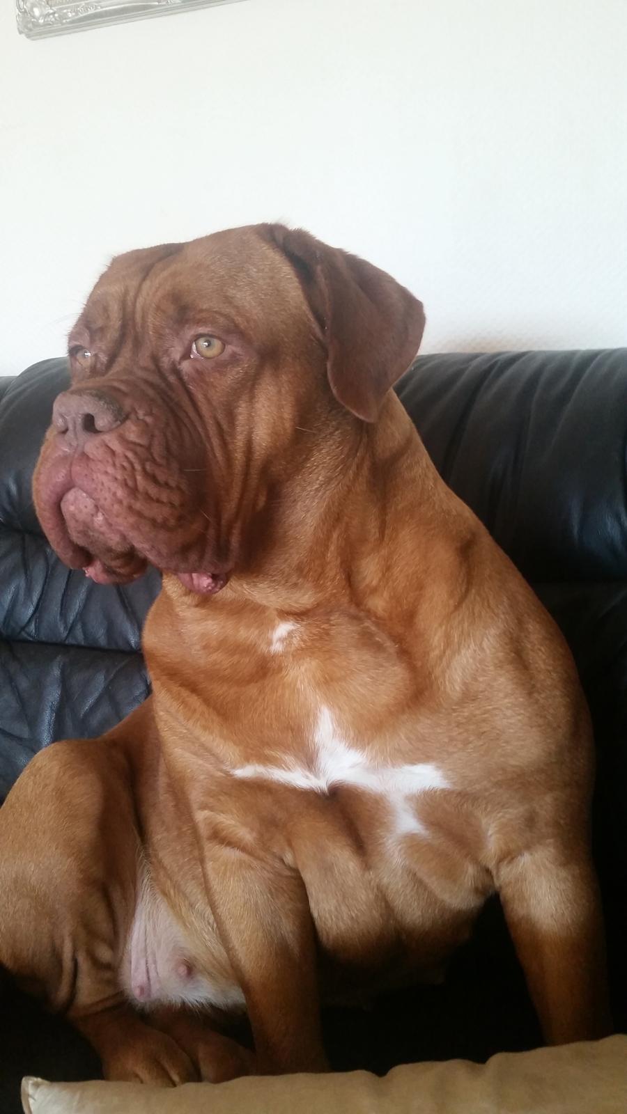 Dogue de bordeaux Lillbitt  billede 20