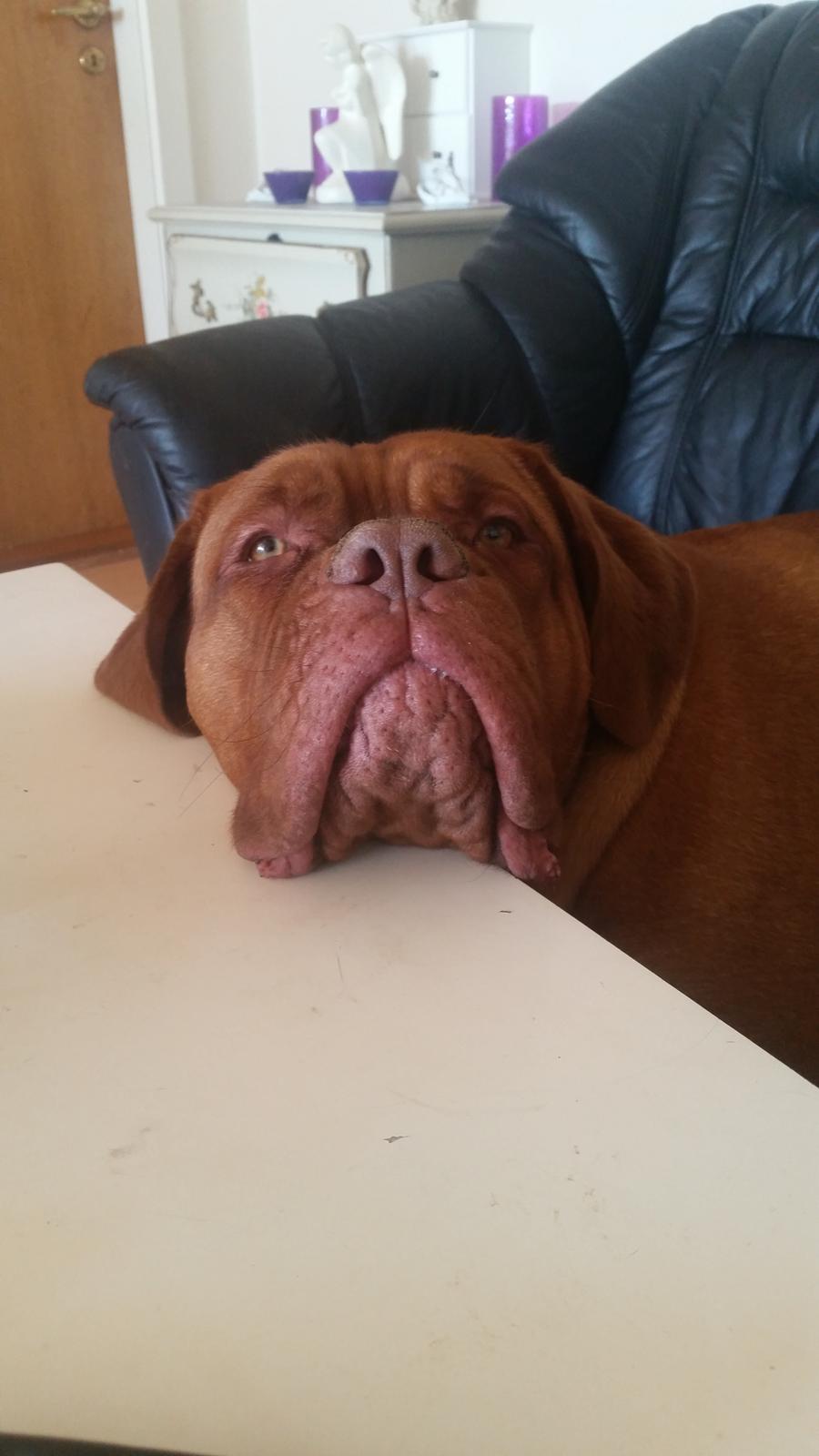 Dogue de bordeaux Lillbitt  billede 21