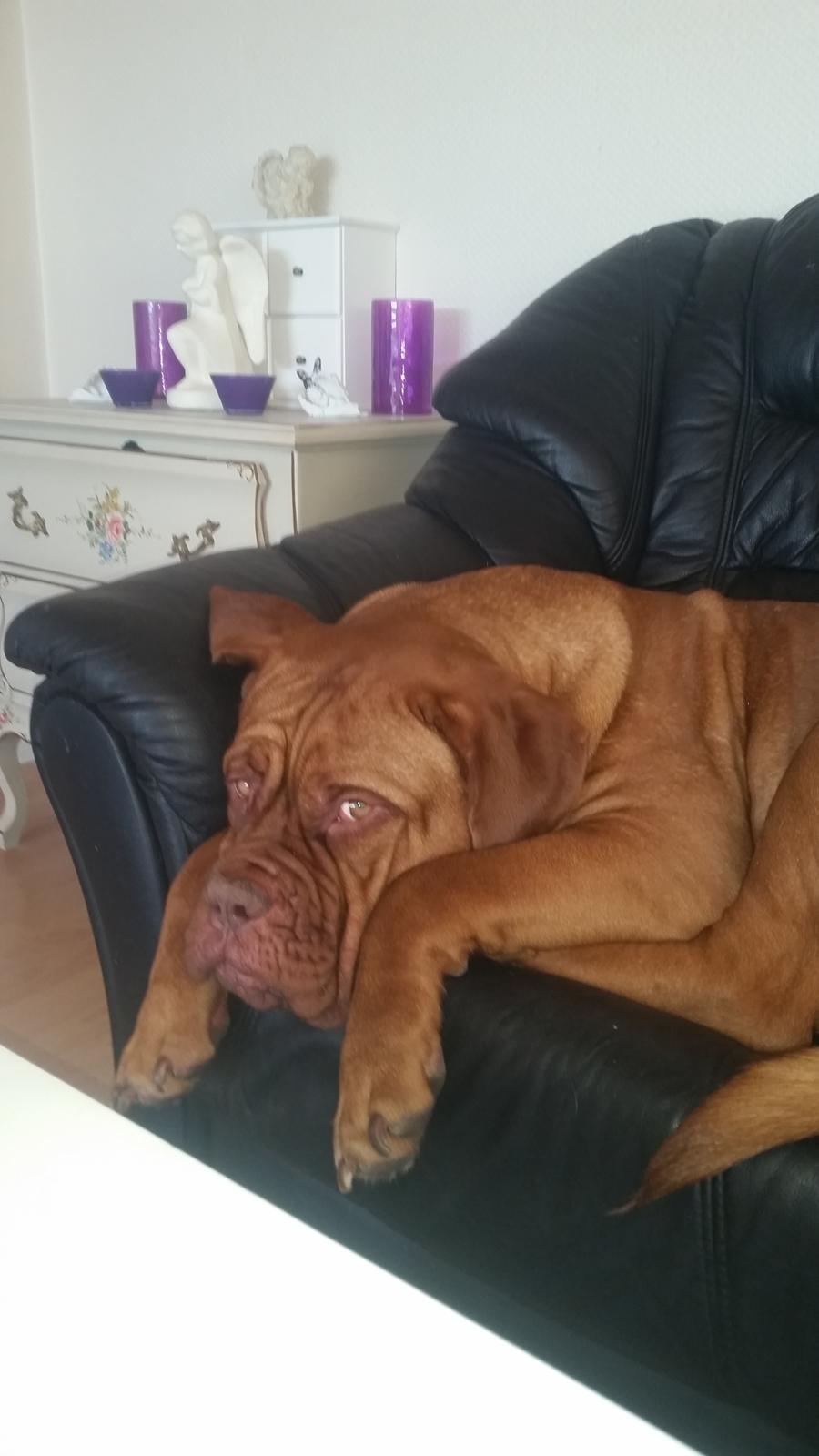 Dogue de bordeaux Lillbitt  billede 22
