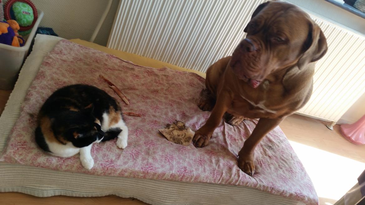 Dogue de bordeaux Lillbitt  billede 23