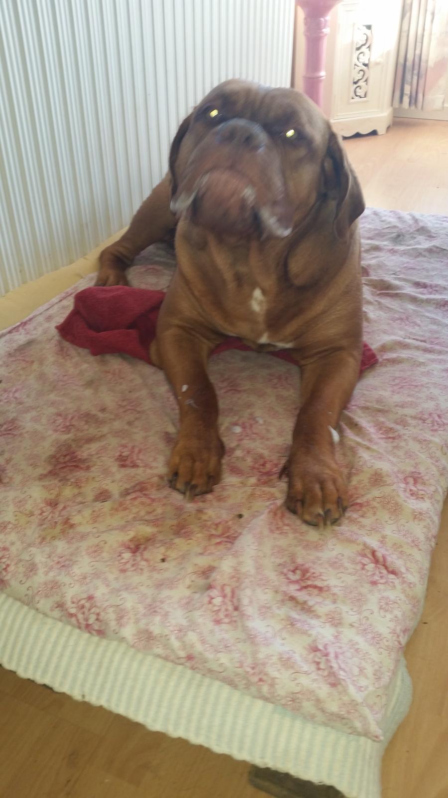 Dogue de bordeaux Lillbitt  billede 24