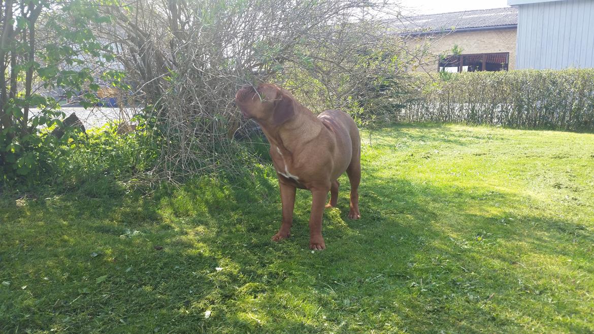 Dogue de bordeaux Lillbitt  billede 25