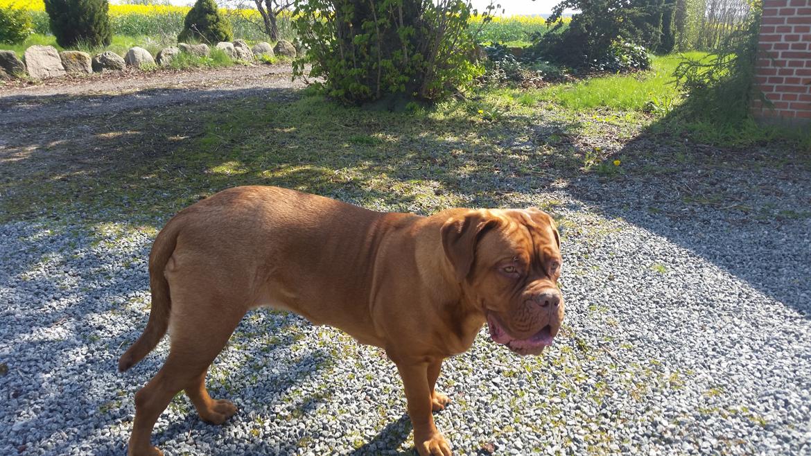 Dogue de bordeaux Lillbitt  billede 26