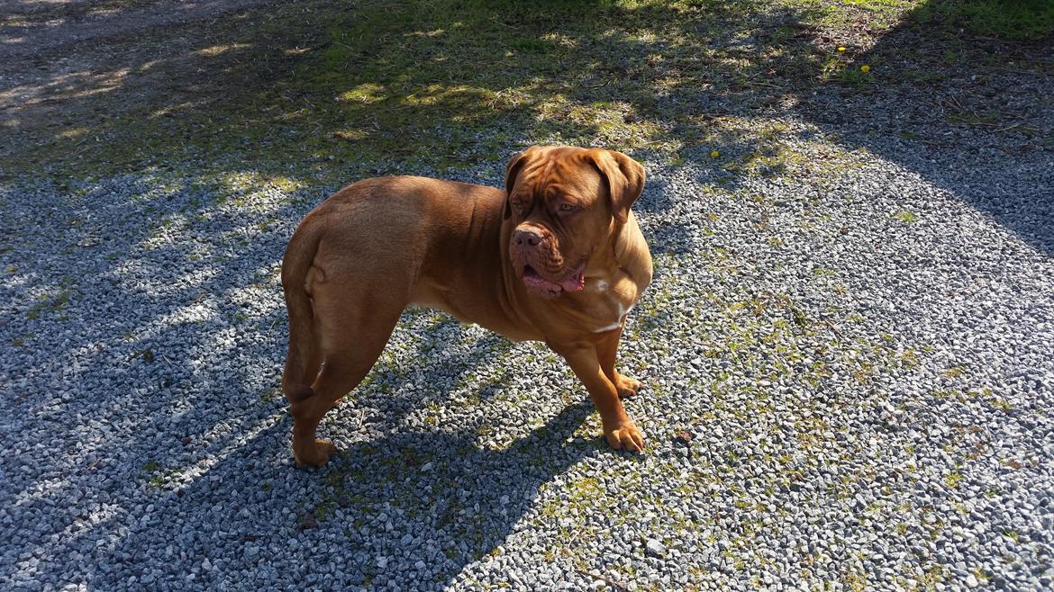Dogue de bordeaux Lillbitt  billede 27