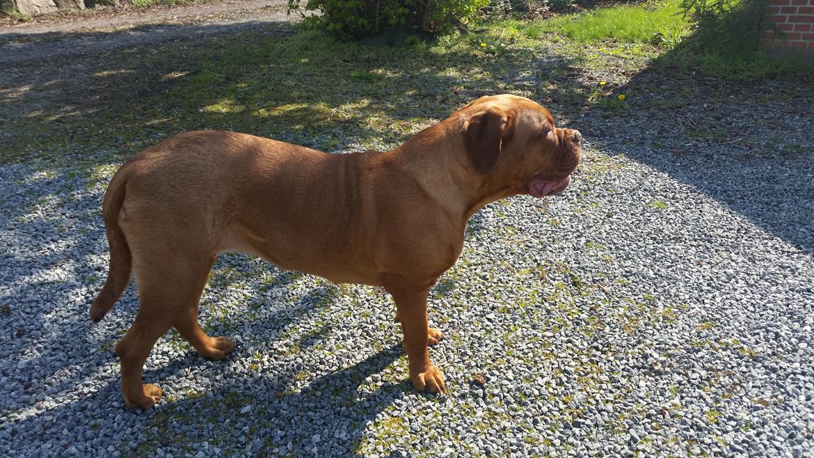 Dogue de bordeaux Lillbitt  billede 28