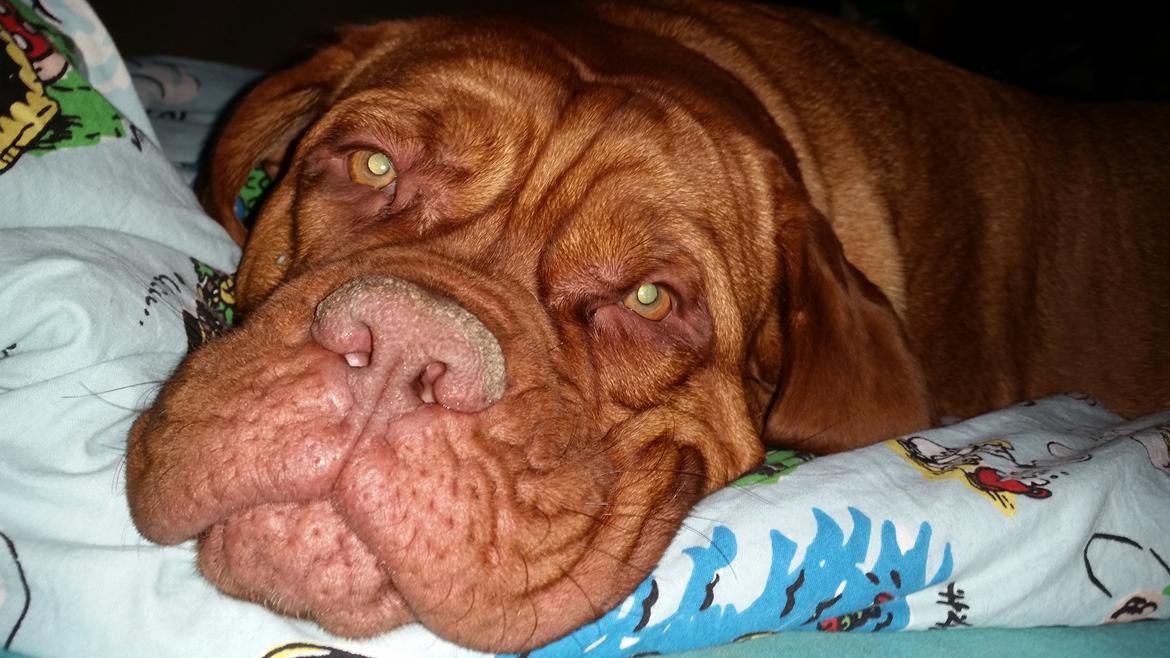 Dogue de bordeaux Lillbitt  billede 29