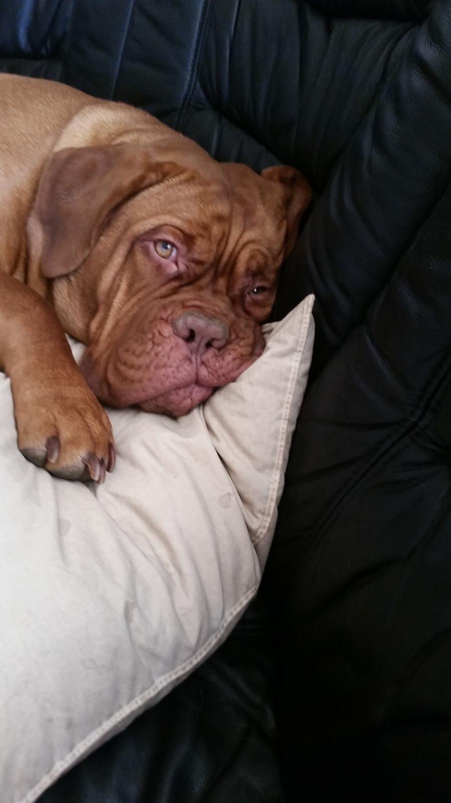 Dogue de bordeaux Lillbitt  billede 30