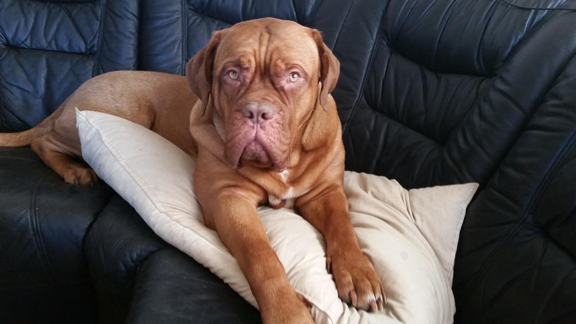 Dogue de bordeaux Lillbitt  billede 31