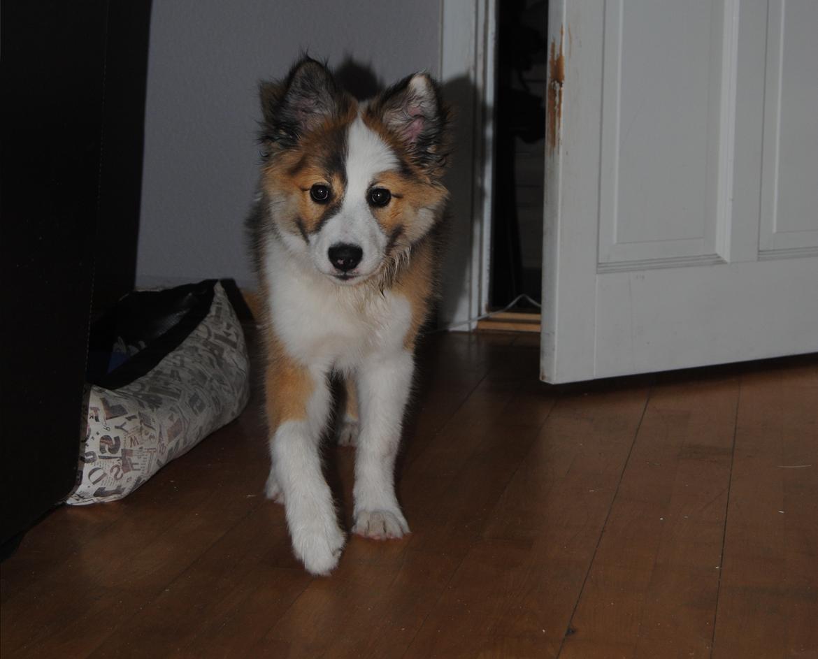 Islandsk fårehund Zilas billede 8