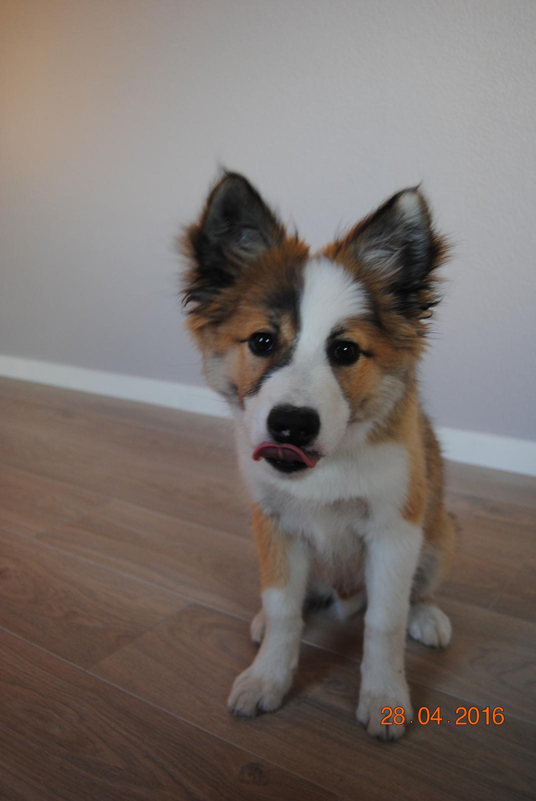 Islandsk fårehund Zilas billede 7