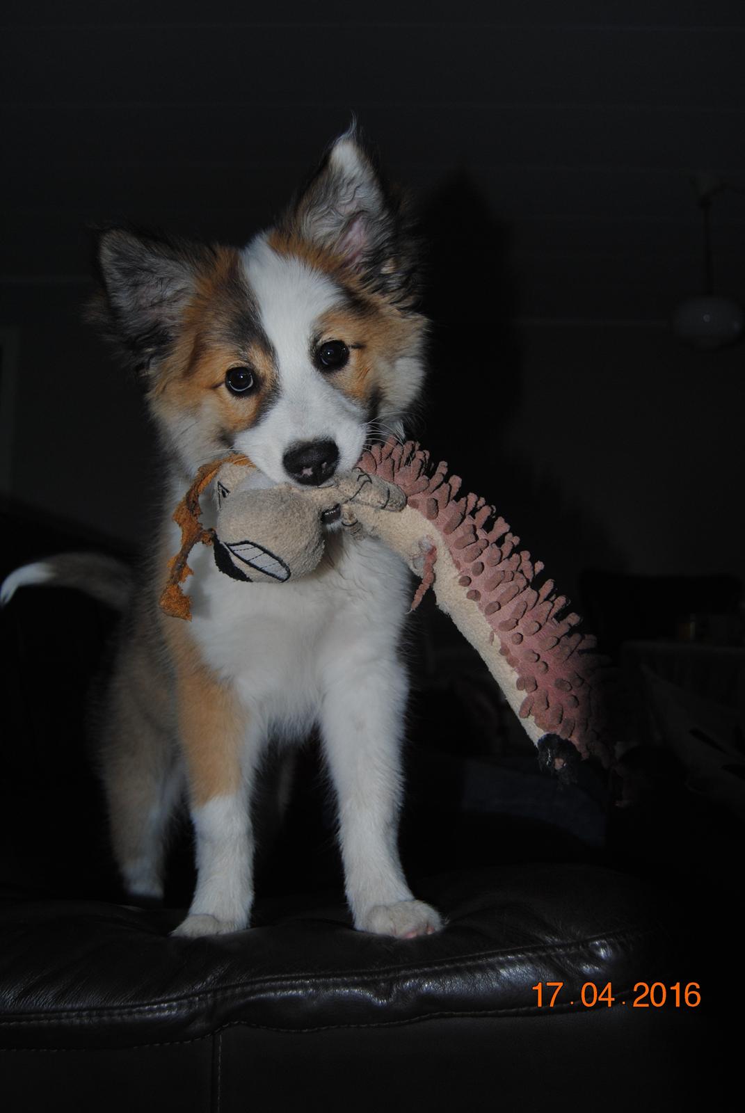 Islandsk fårehund Zilas billede 9