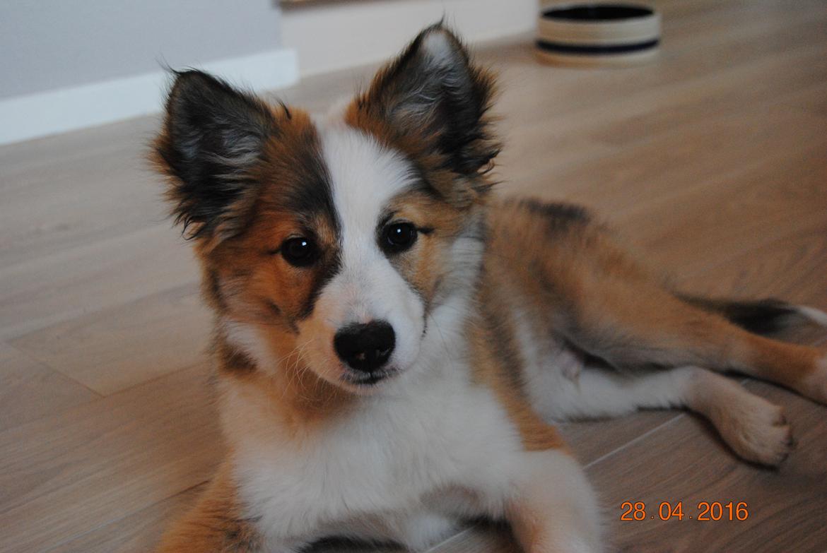 Islandsk fårehund Zilas billede 6