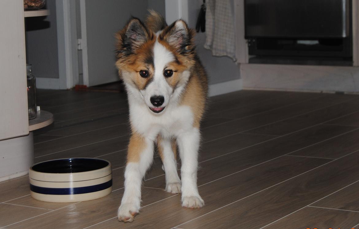 Islandsk fårehund Zilas billede 11