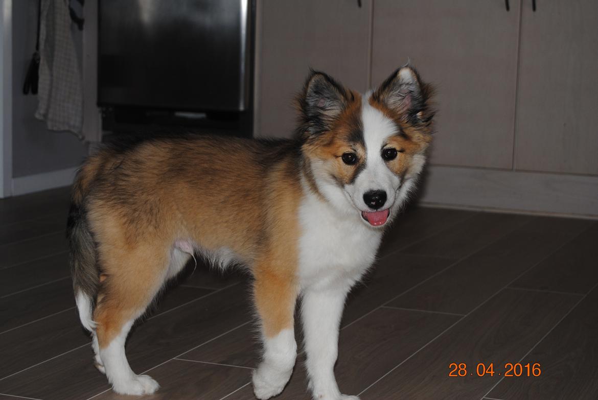 Islandsk fårehund Zilas billede 10